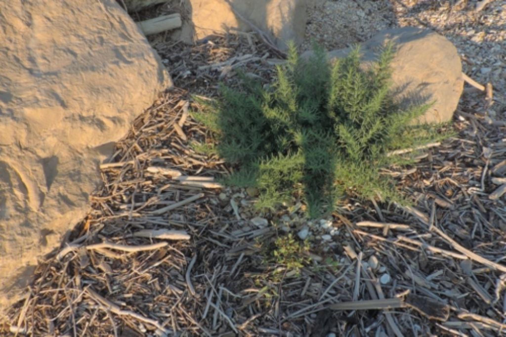 Scogli e detriti legnosi:  Salsola sp.  (Chenopodiaceae)